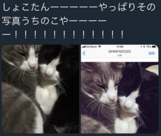 猫のポスト