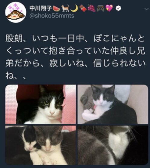 猫のポスト